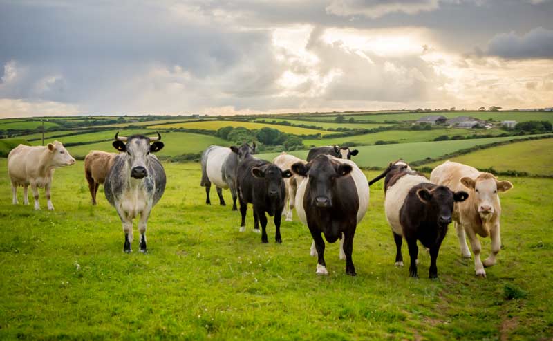 Cornish cattle