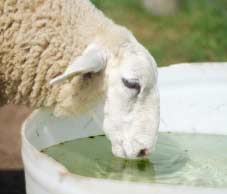 Sheep drinking water with Cornish Liquid Minerals MightyMin 6.5