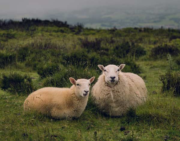 Cornish sheep